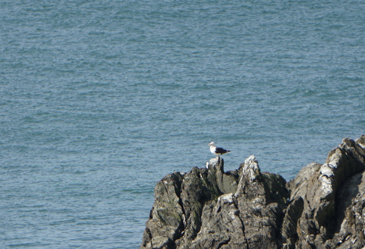 Great Black-backed Gull - ML623146841