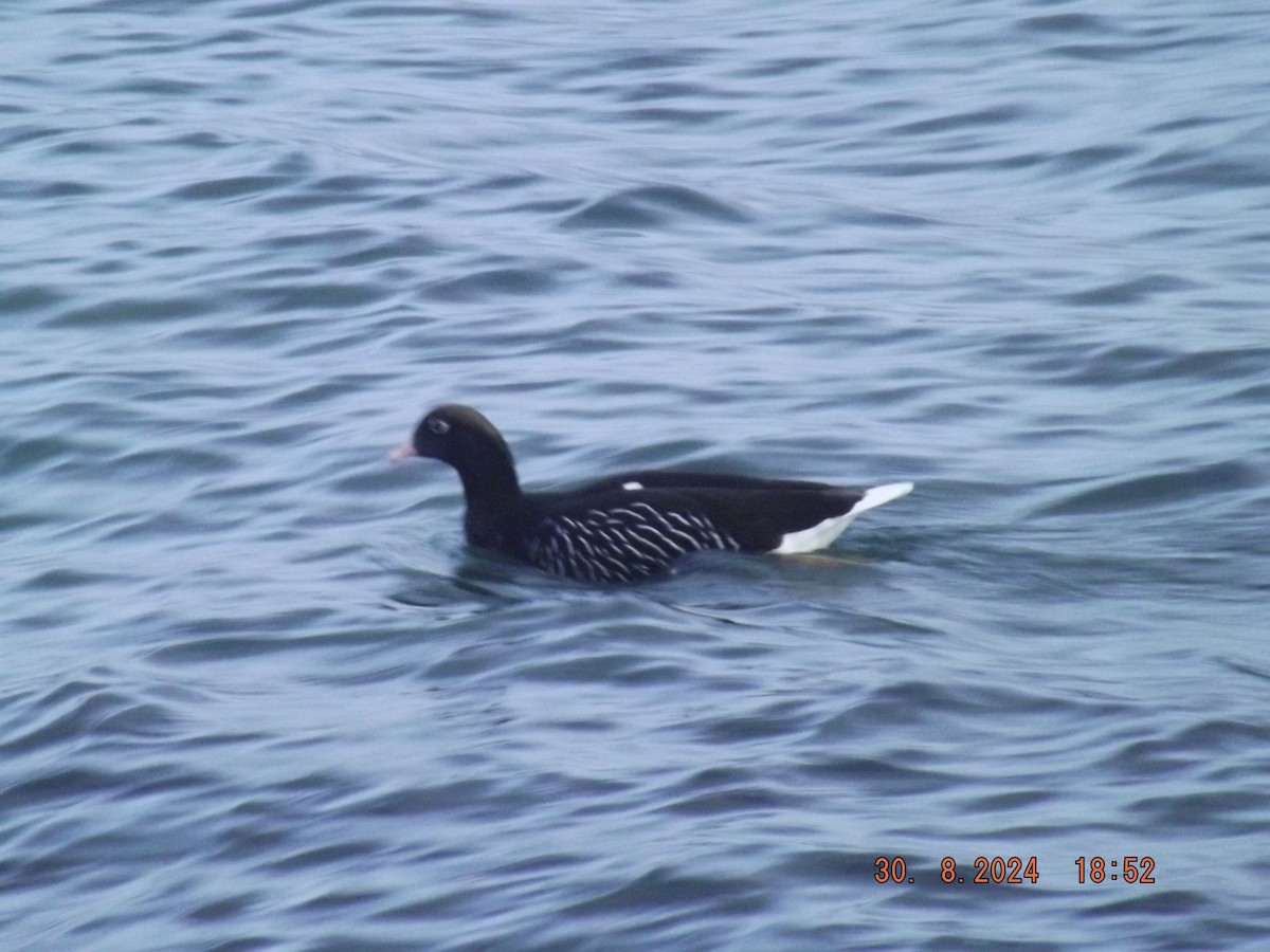 Kelp Goose - ML623146856