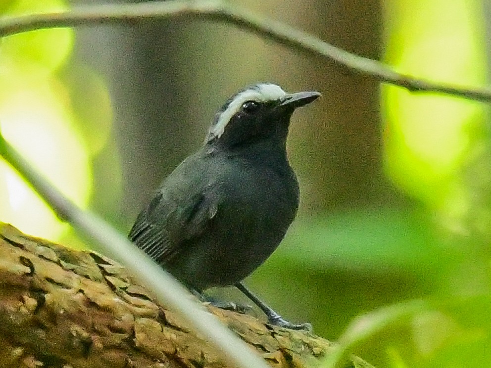 White-browed Antbird - ML623146903