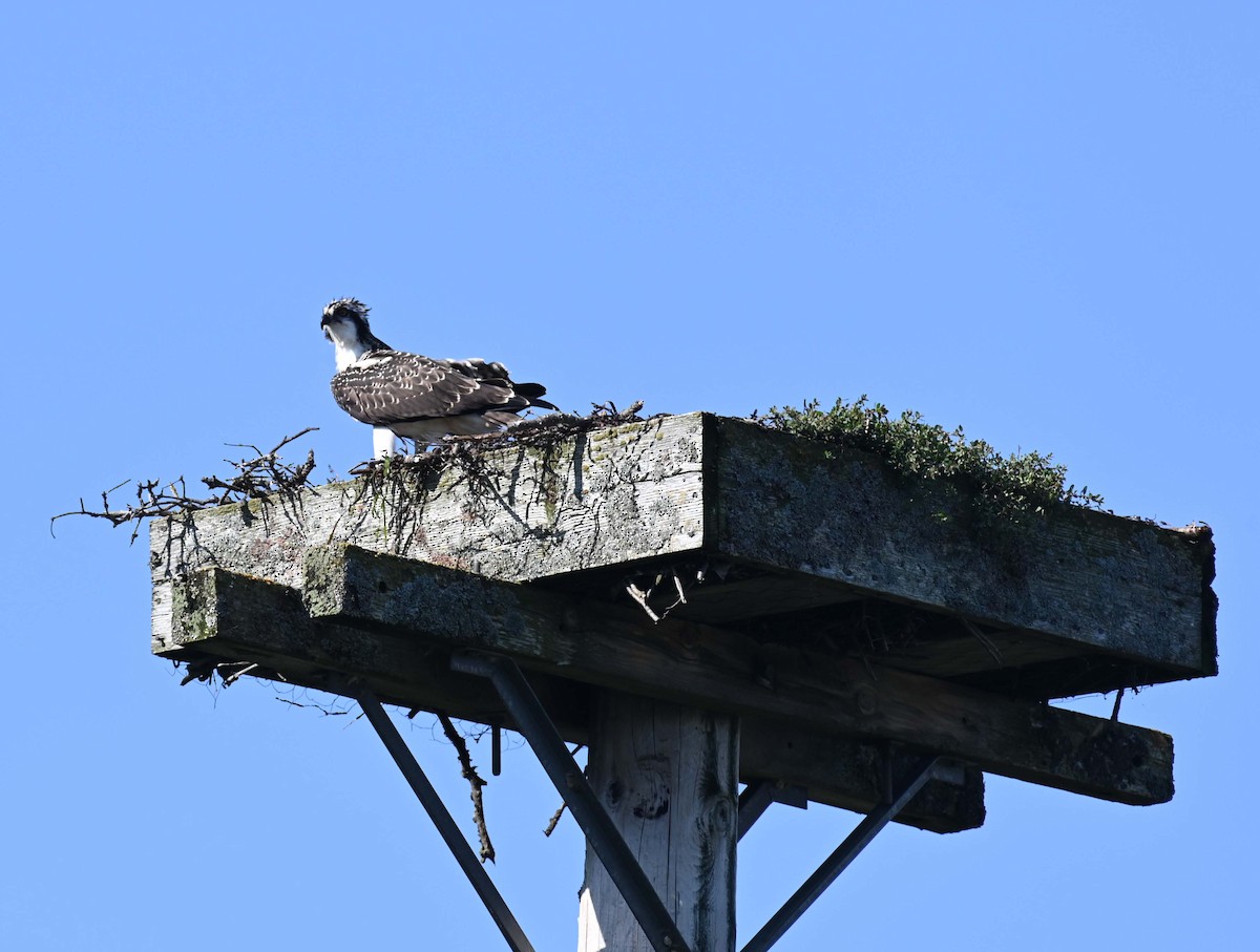 Osprey - ML623147037