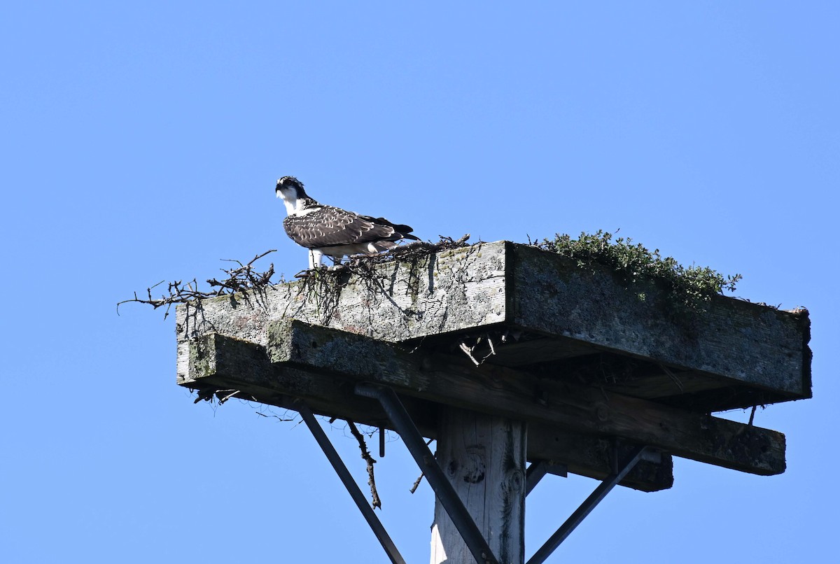 Osprey - ML623147038