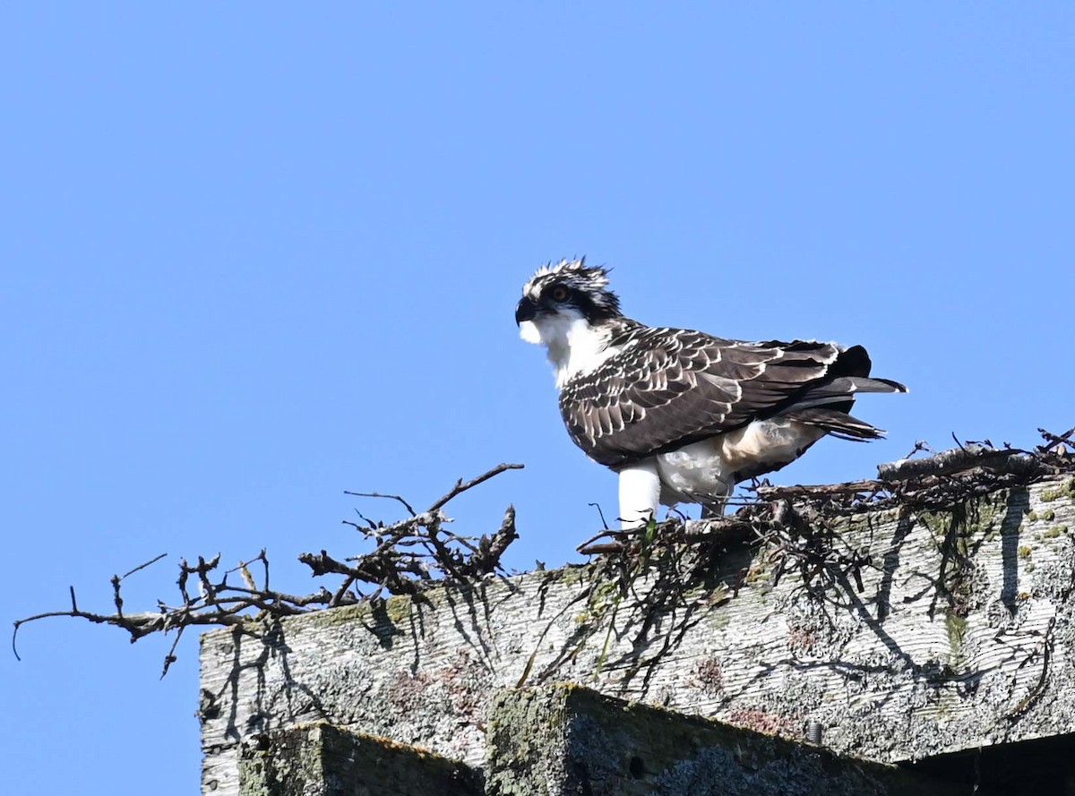 Osprey - ML623147039