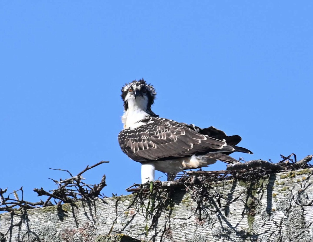 Osprey - ML623147041