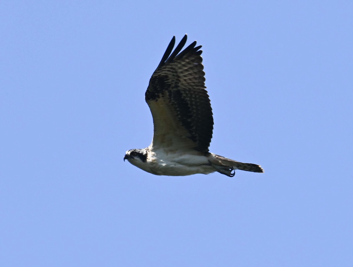 Osprey - ML623147042