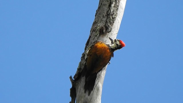 Black-rumped Flameback - ML623147070