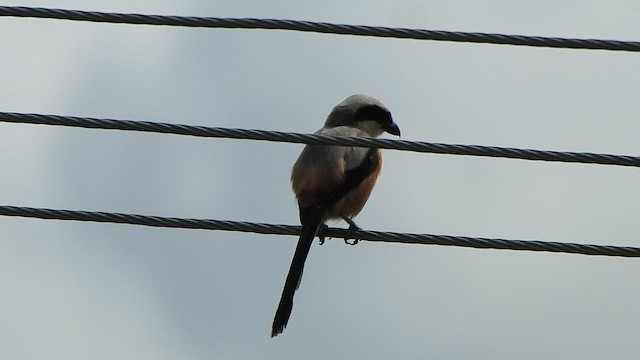 Long-tailed Shrike - ML623147084