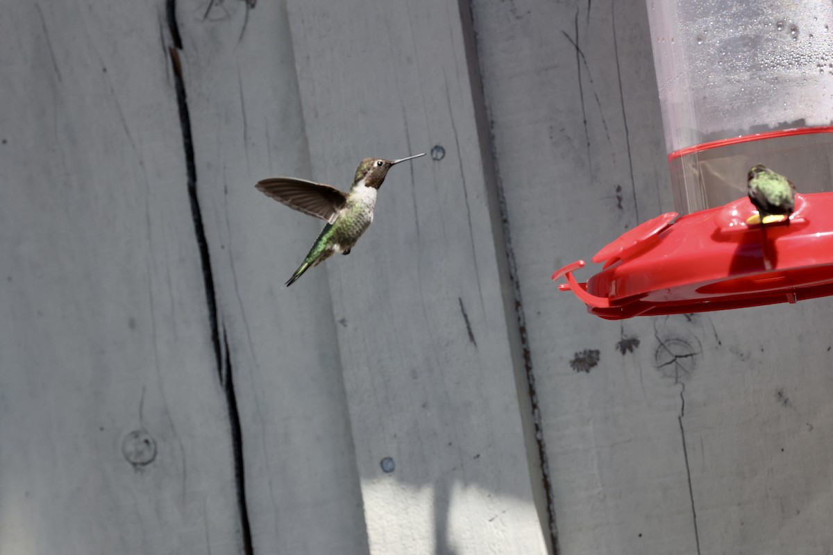 Anna's Hummingbird - ML623147152