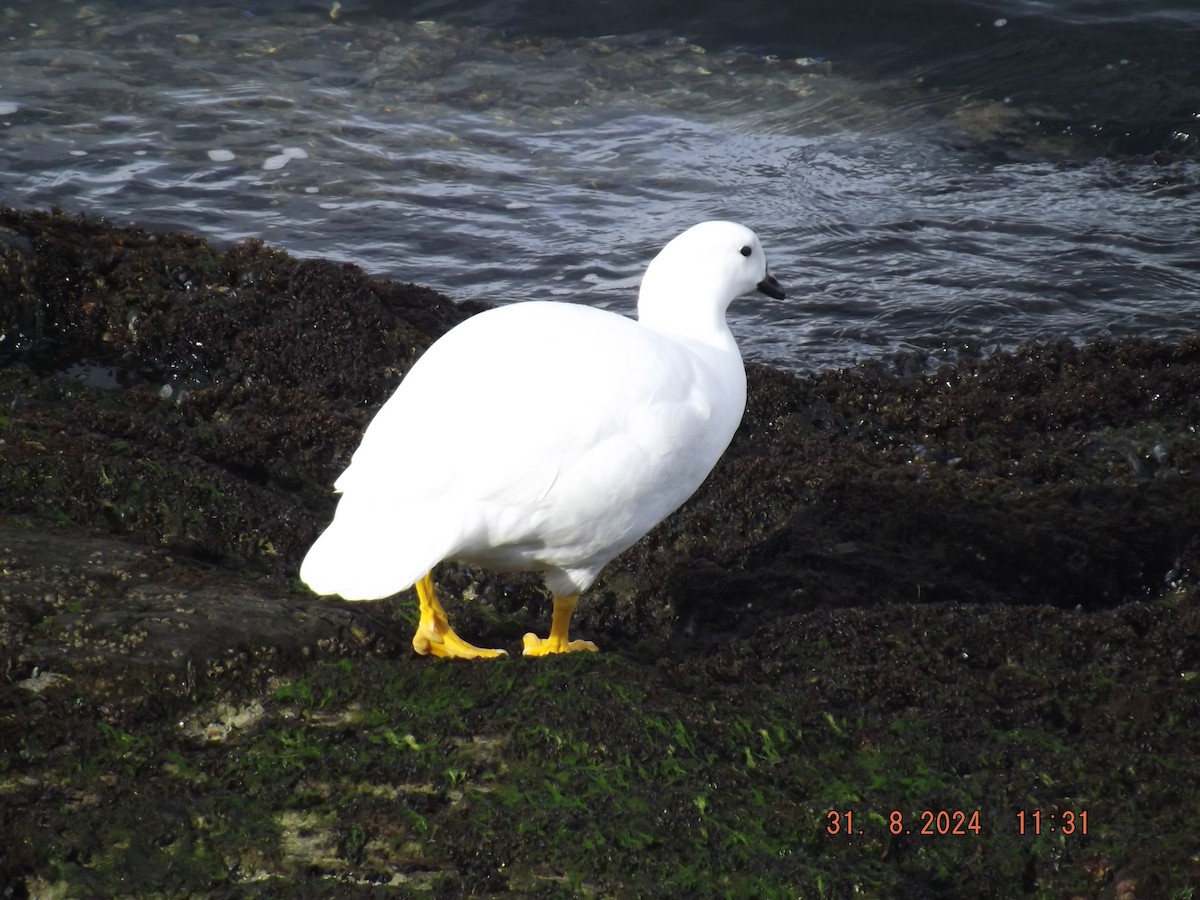 Kelp Goose - ML623147185