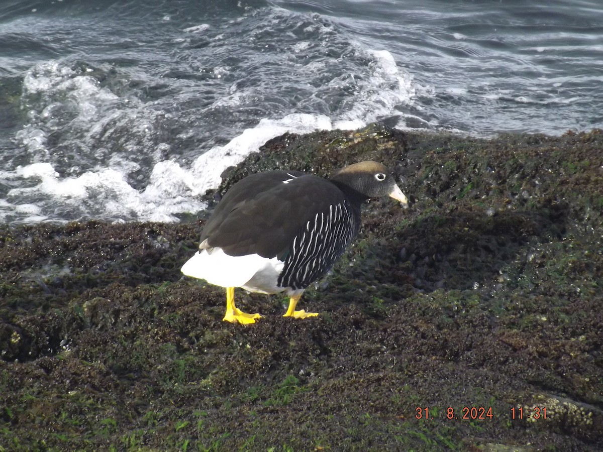 Kelp Goose - ML623147187