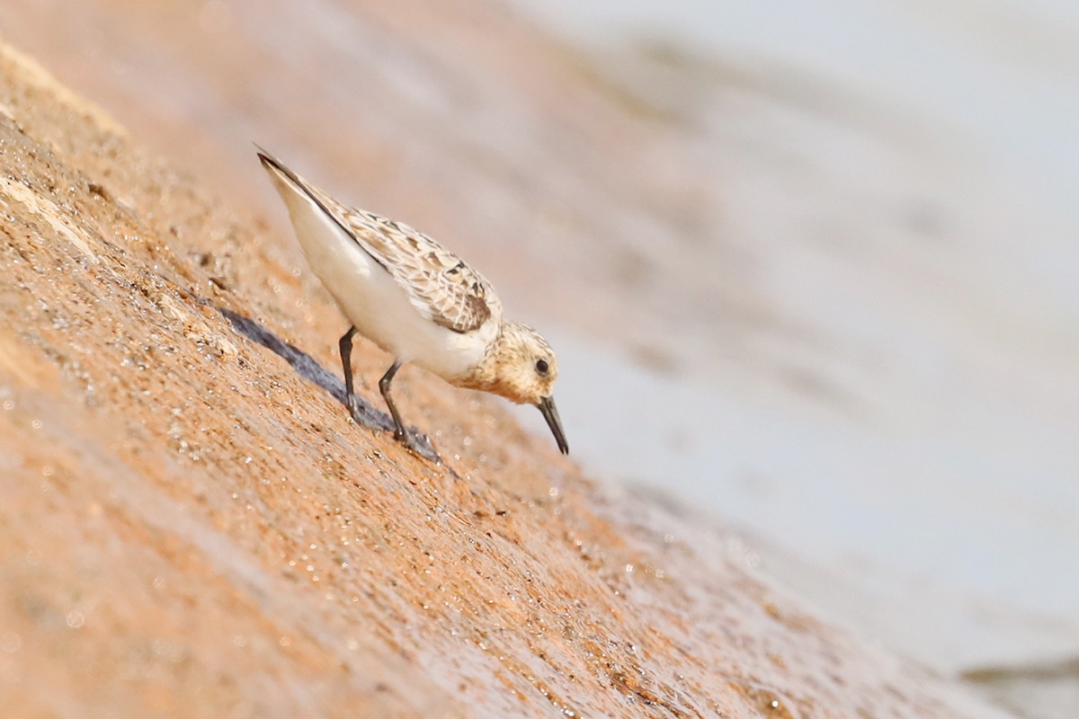 Sanderling - ML623147197
