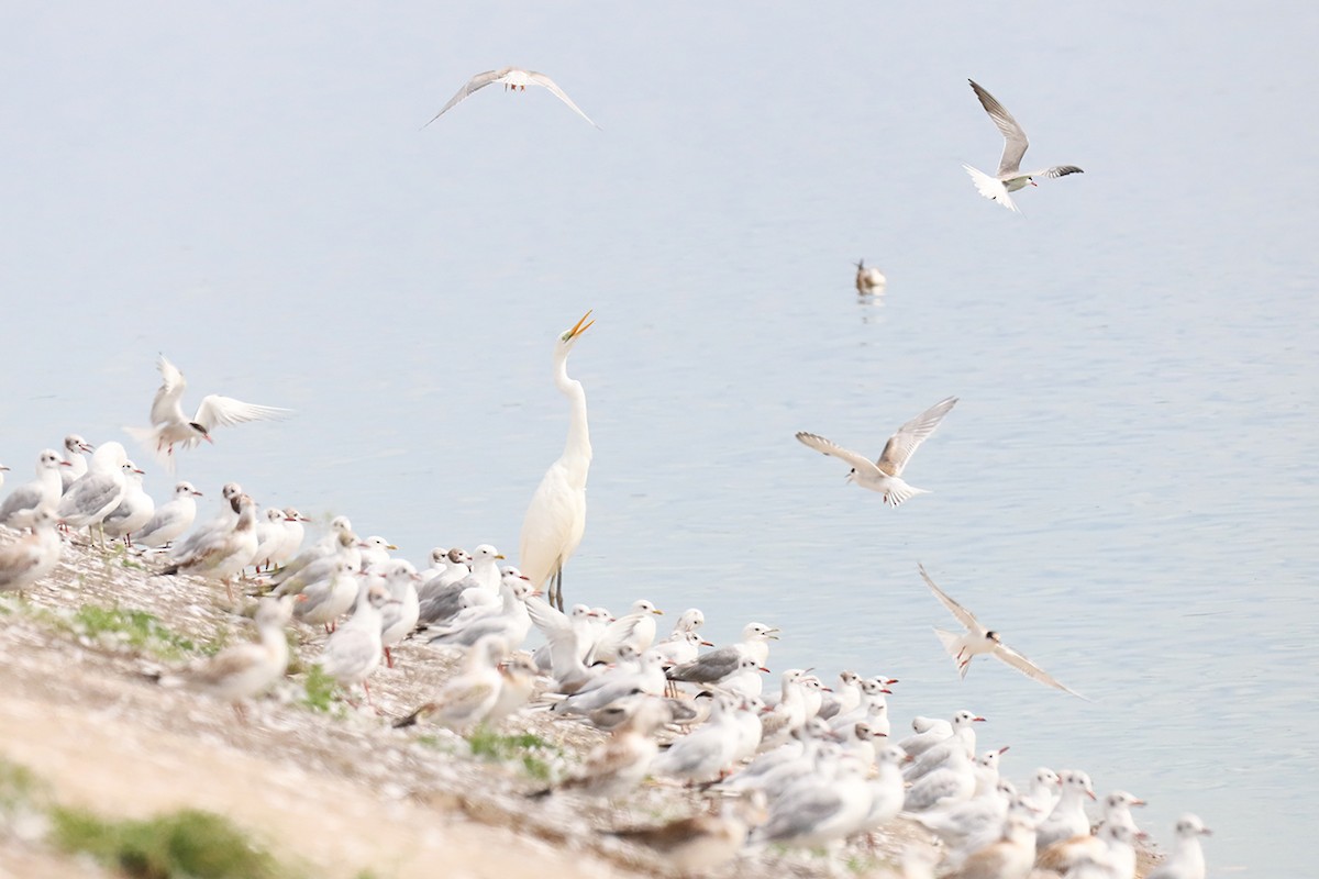 Great Egret - ML623147214