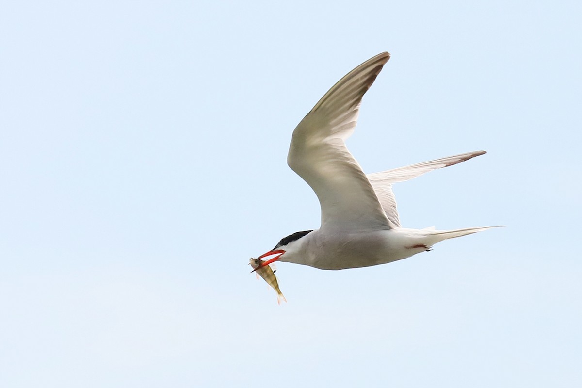 Common Tern - ML623147216