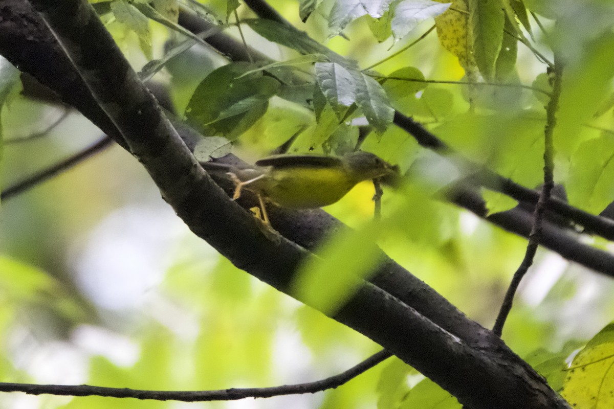 Canada Warbler - ML623147236