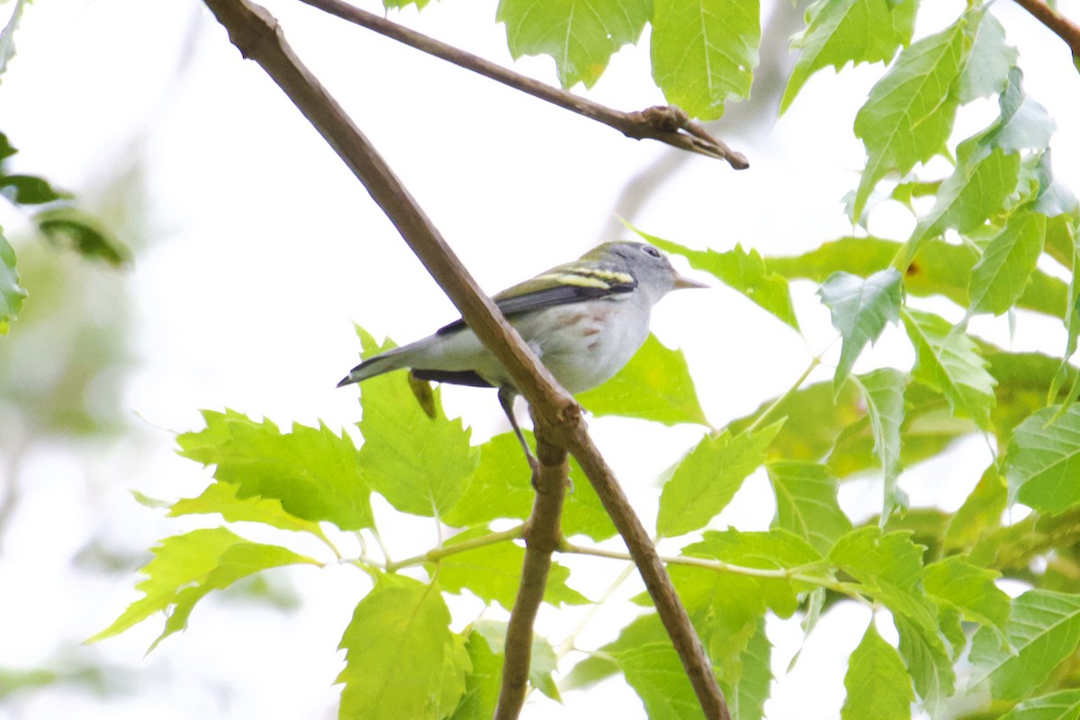 Chestnut-sided Warbler - ML623147283