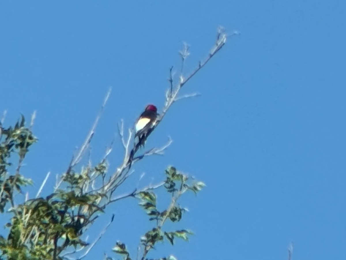 Red-headed Woodpecker - ML623147301