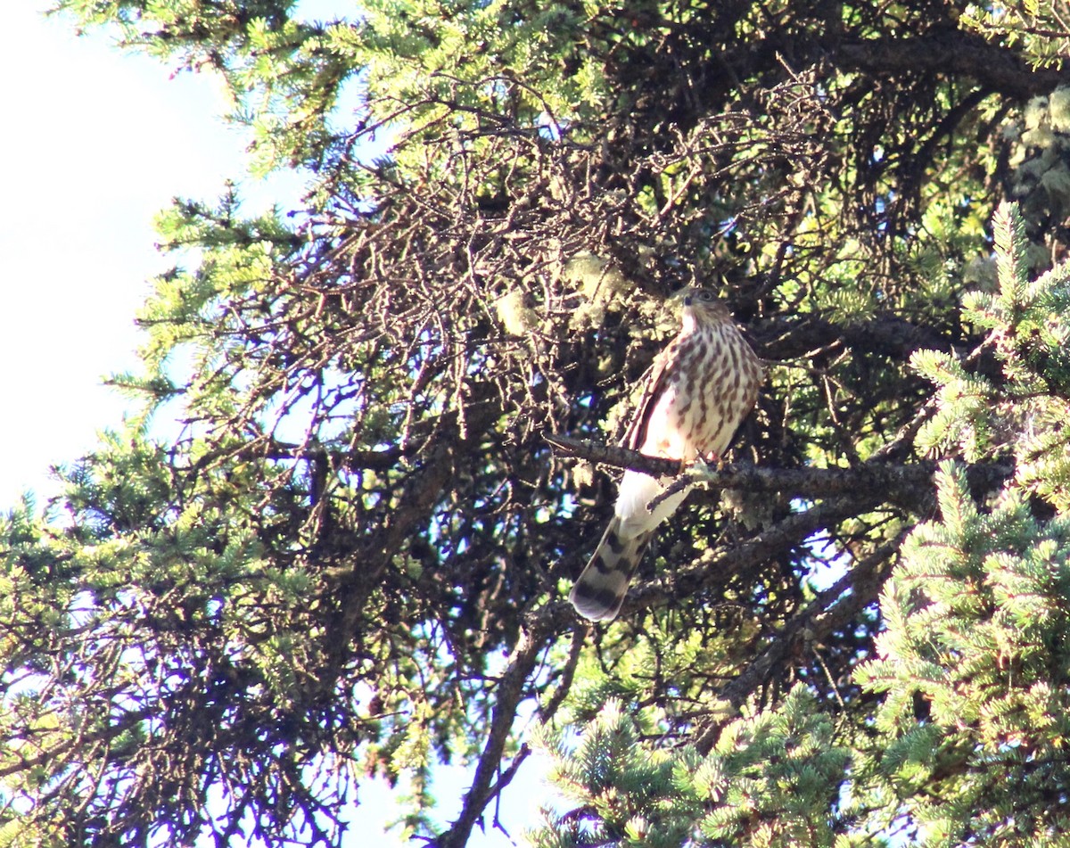 Sharp-shinned Hawk - ML623147382