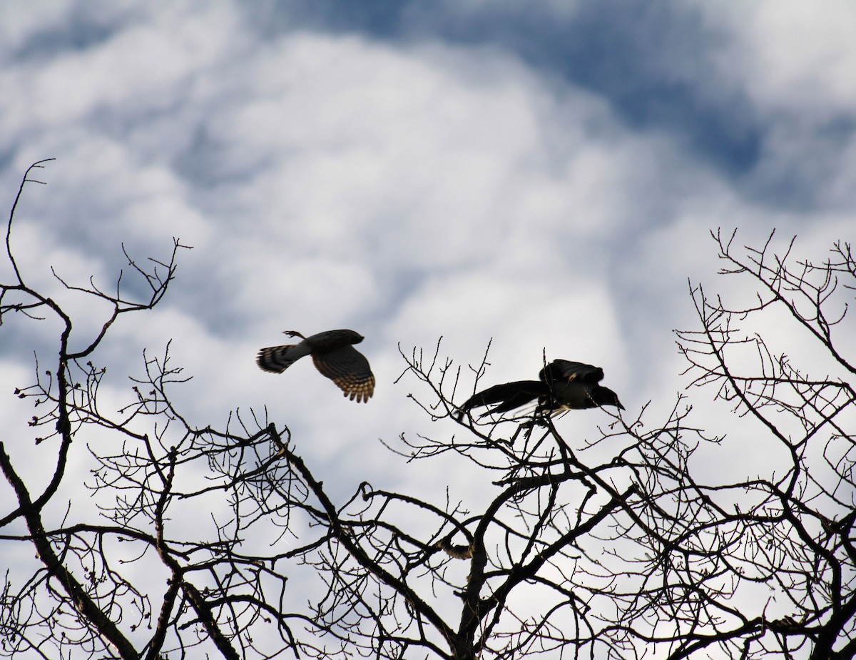 Black-billed Magpie - ML623147394