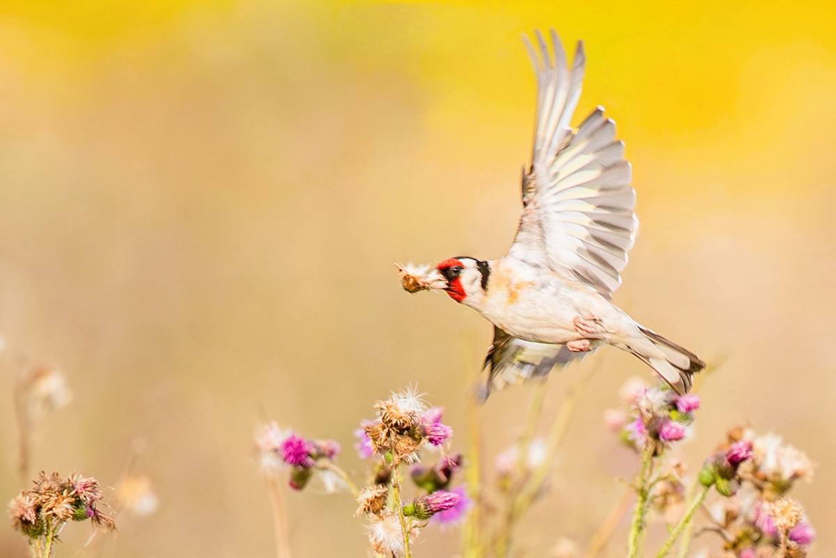 European Goldfinch - ML623147397