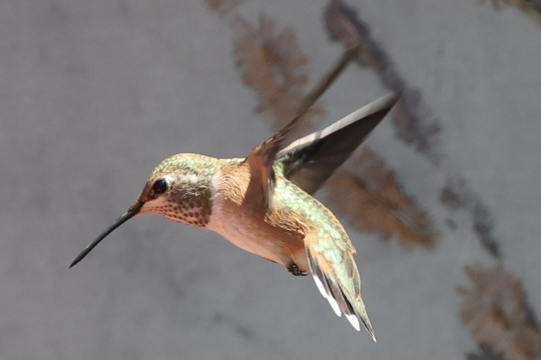 Rufous Hummingbird - ML623147429