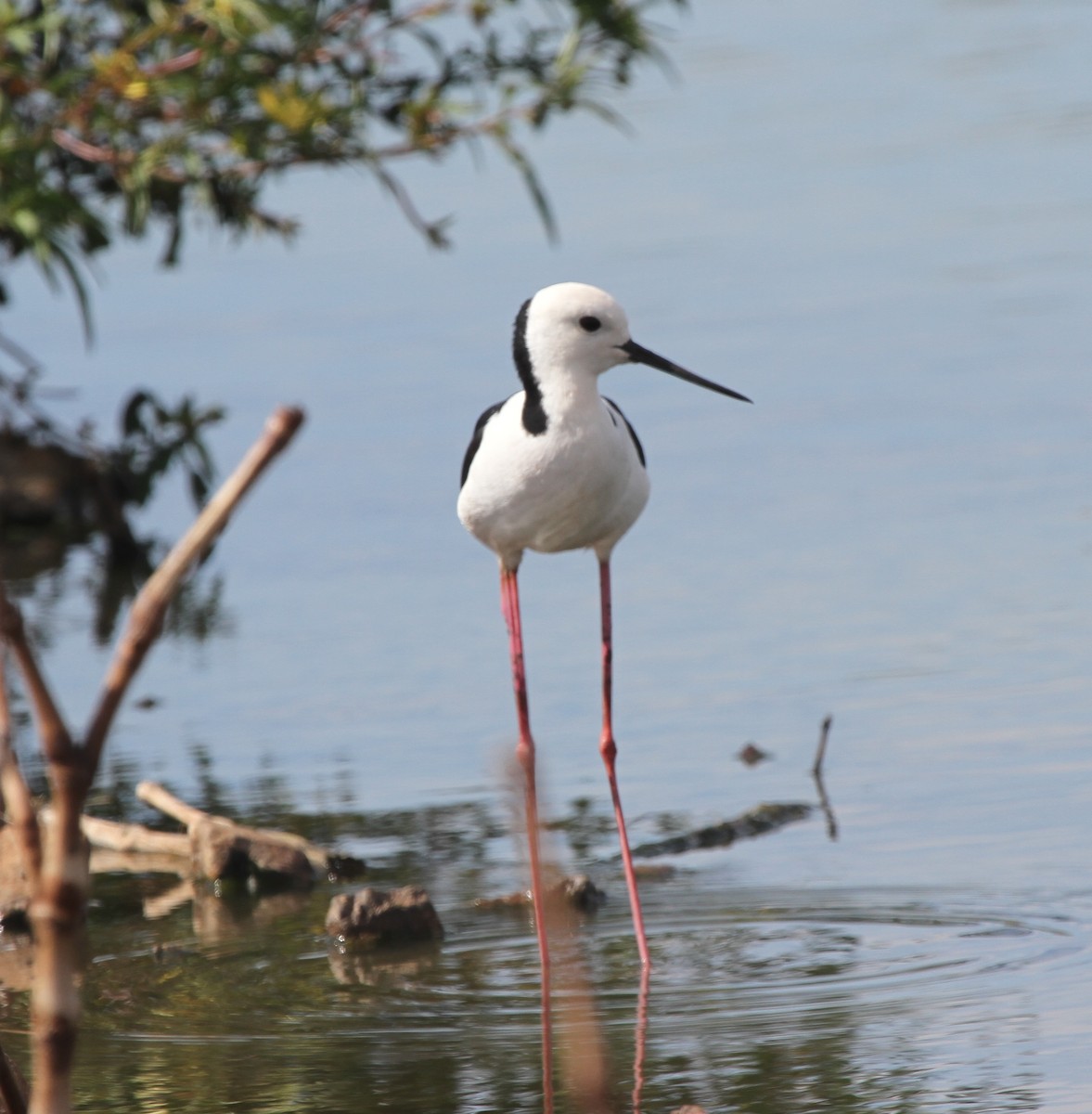 Pied Stilt - ML62314751