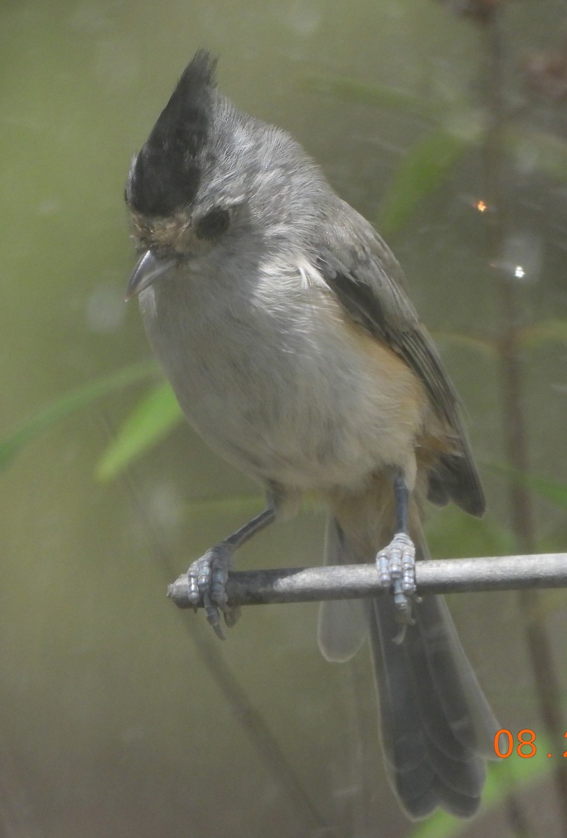 Black-crested Titmouse - ML623147539