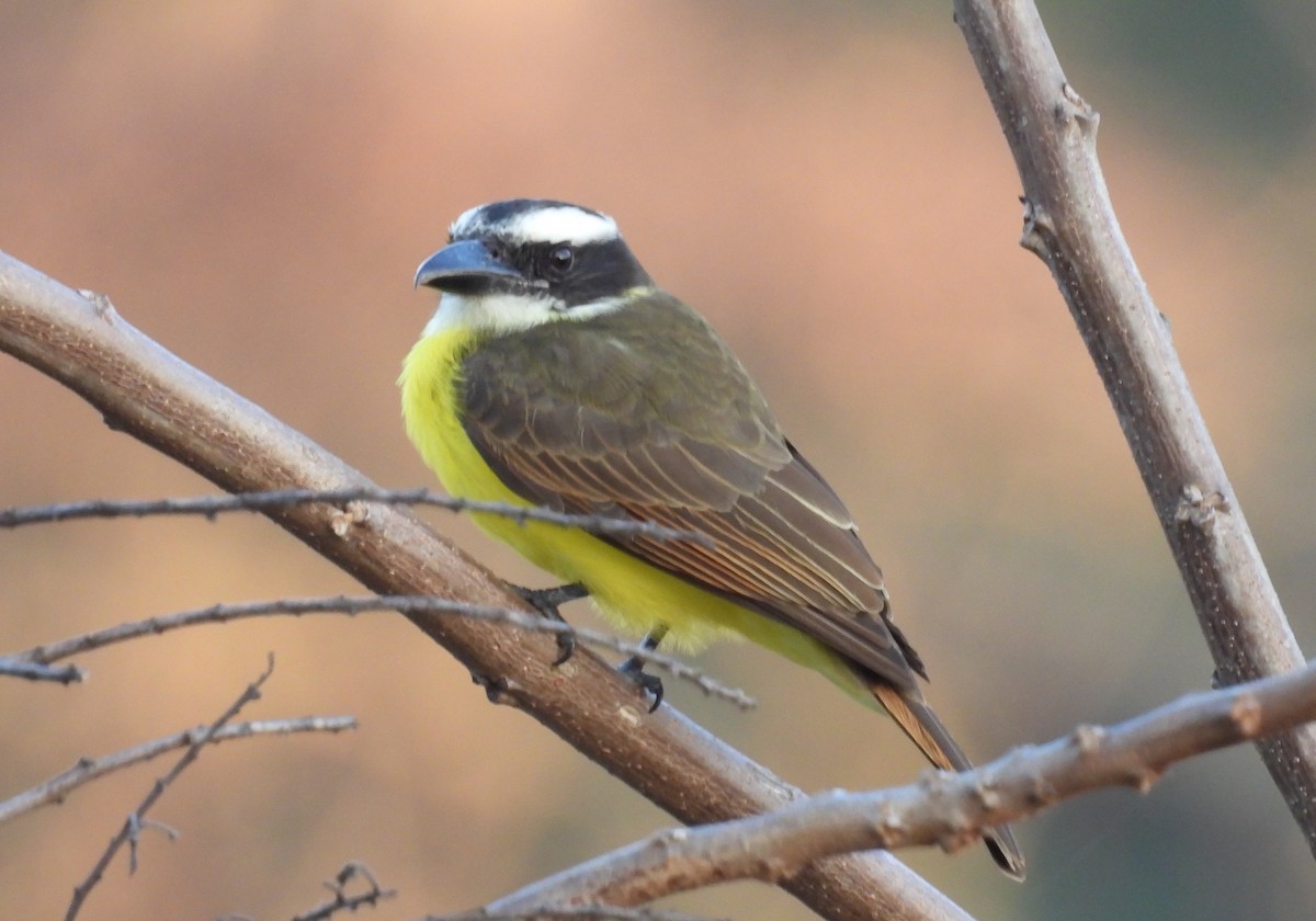 Boat-billed Flycatcher - ML623147593