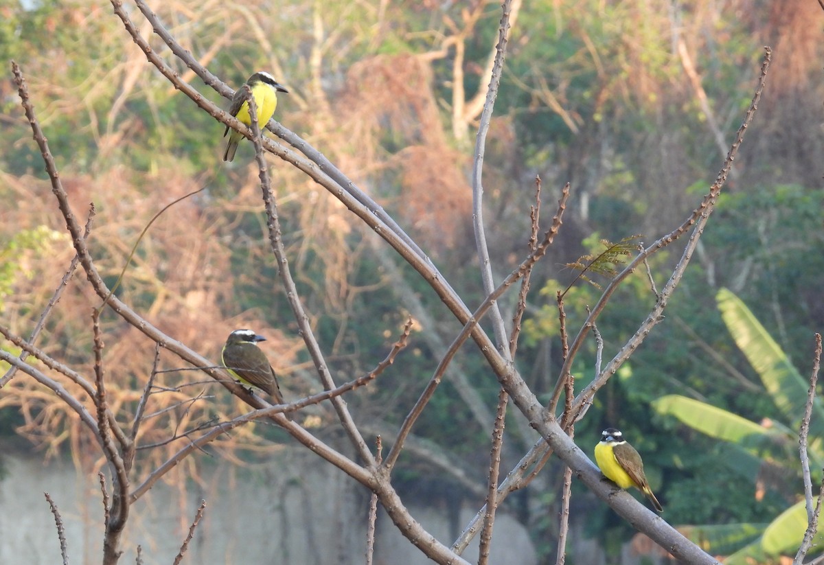 Boat-billed Flycatcher - ML623147594