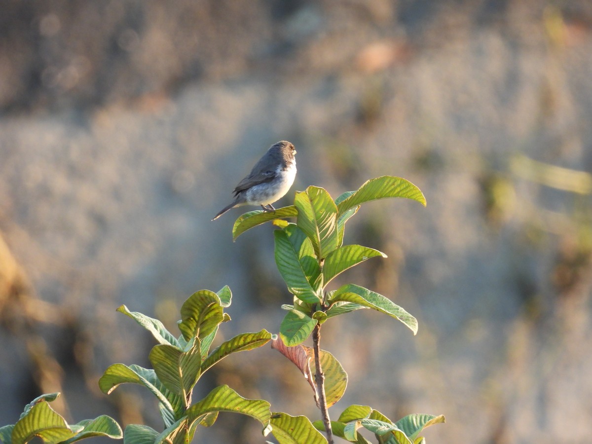 Double-collared Seedeater - ML623147603