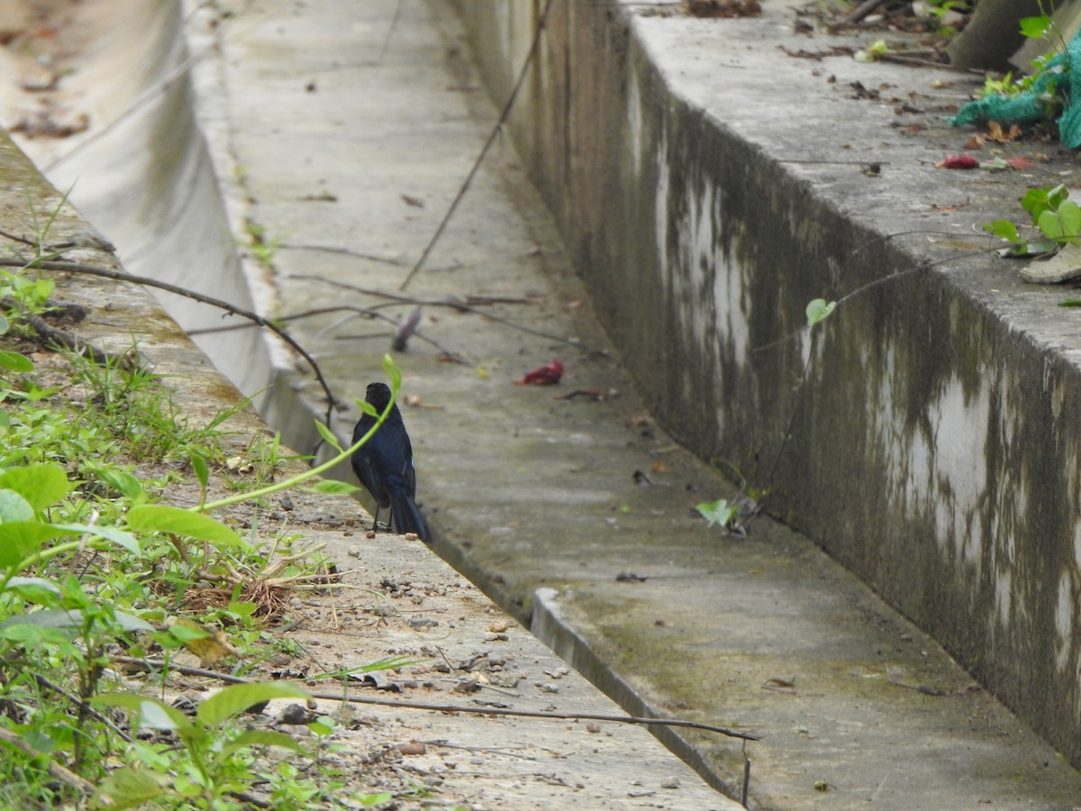 Indian Robin - ML623147605