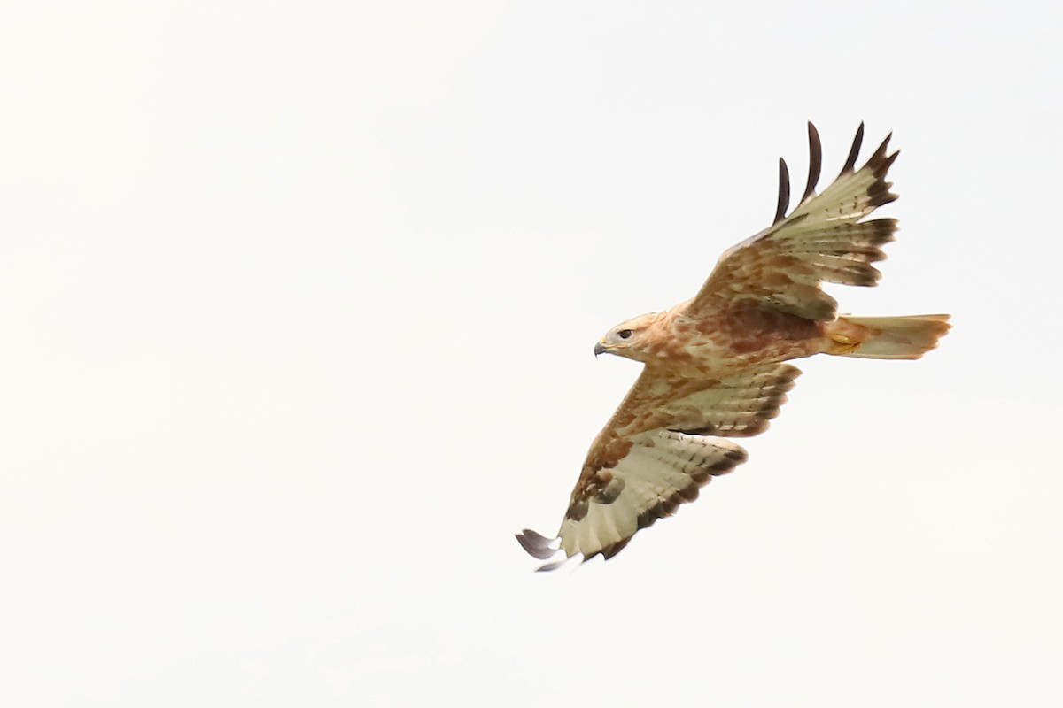 Long-legged Buzzard - ML623147657