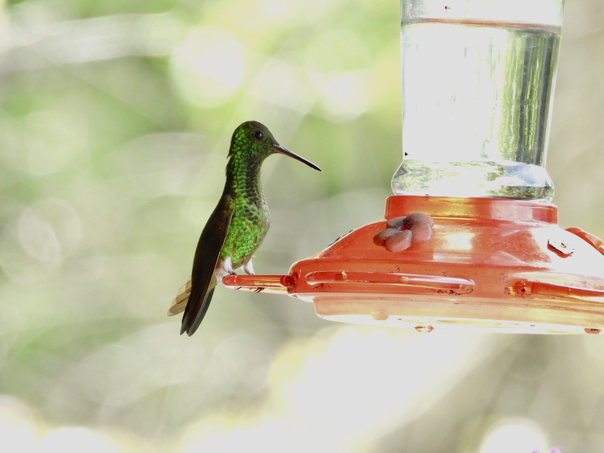 Copper-rumped Hummingbird - ML623147681