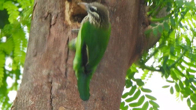 White-cheeked Barbet - ML623147693