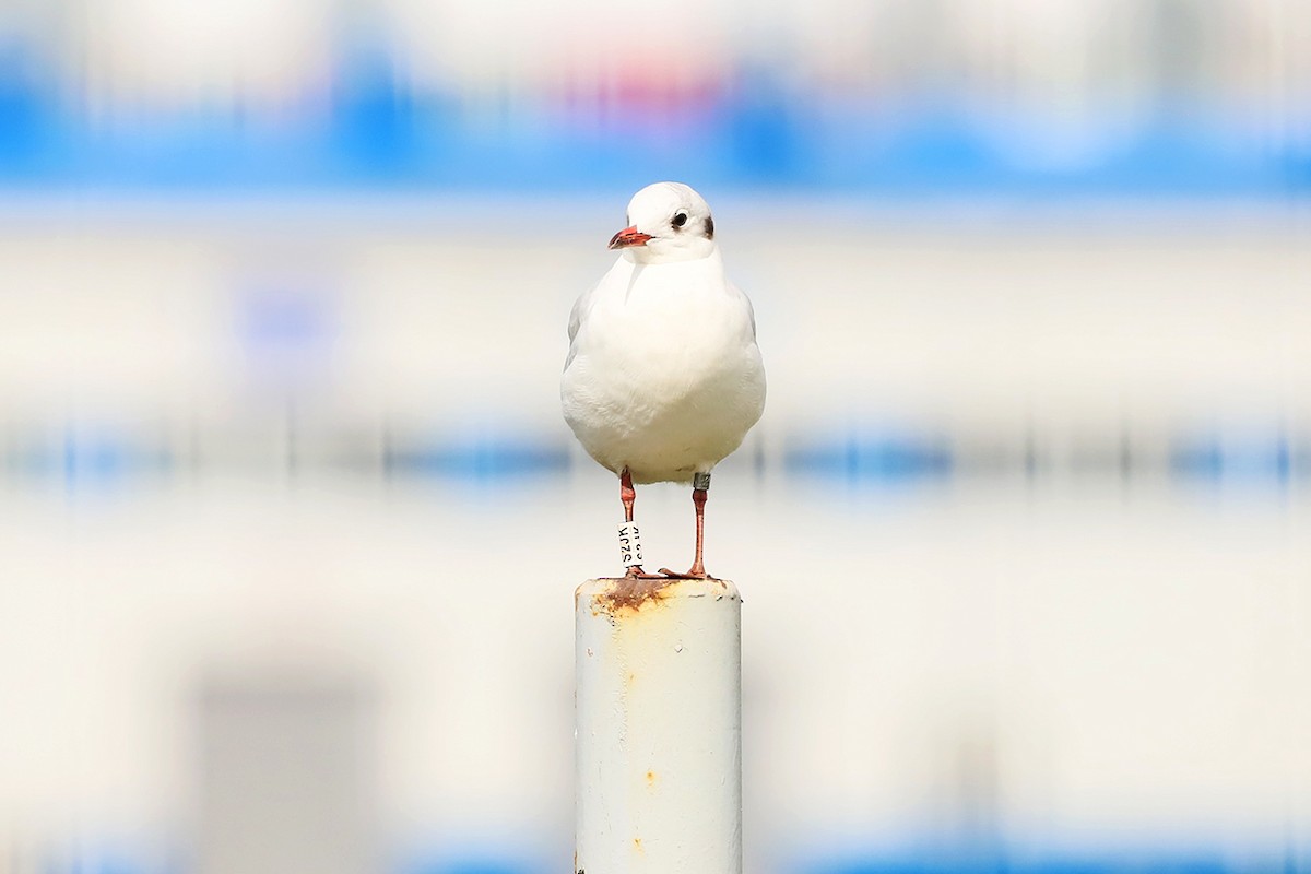 Black-headed Gull - ML623147788