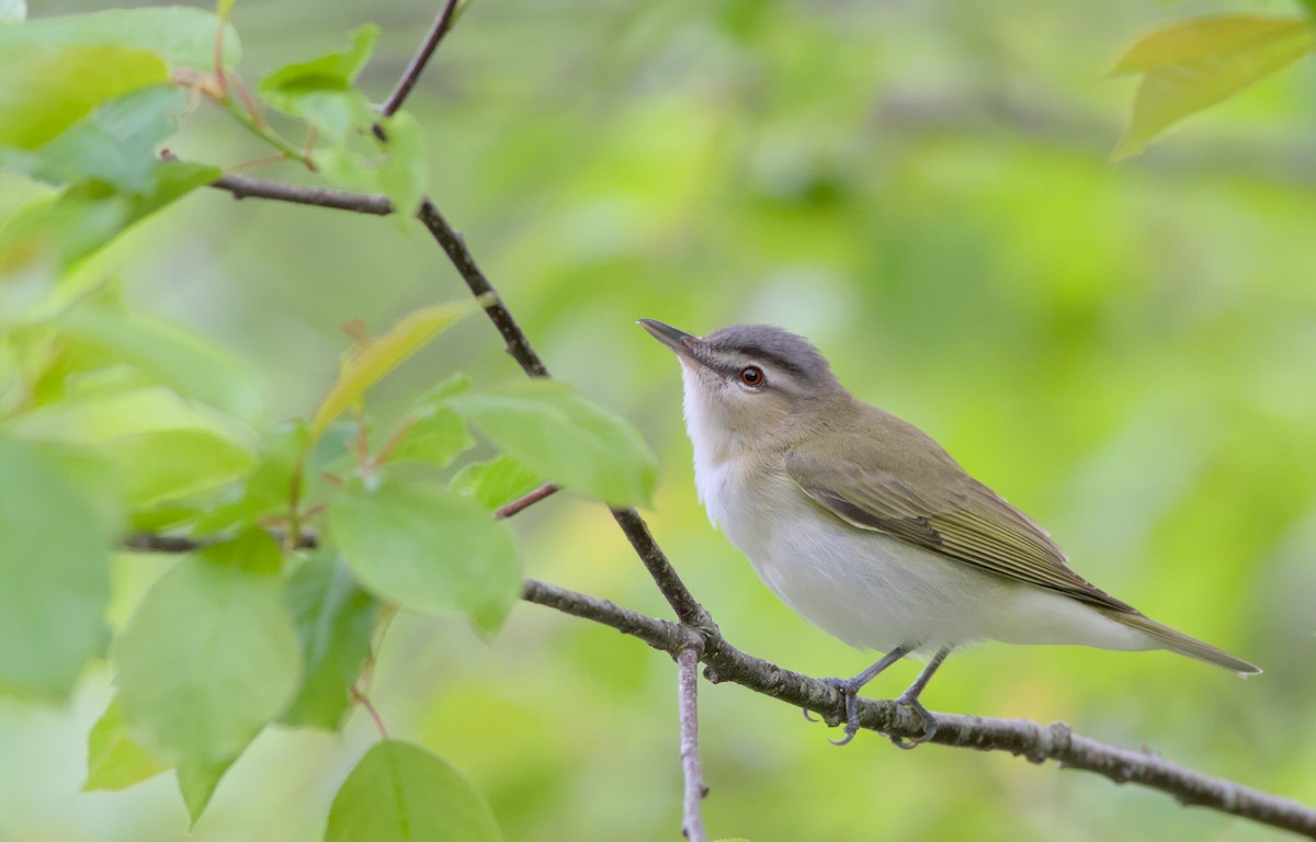 Red-eyed Vireo - ML623147903