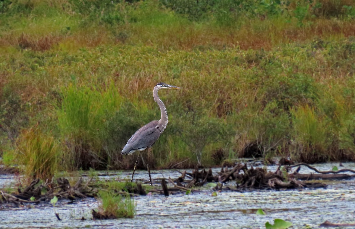 Great Blue Heron - ML623147938