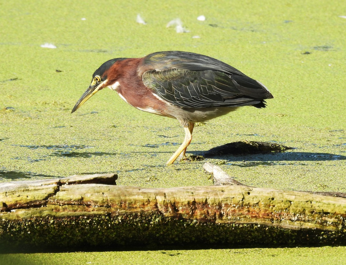 Green Heron - ML623147982