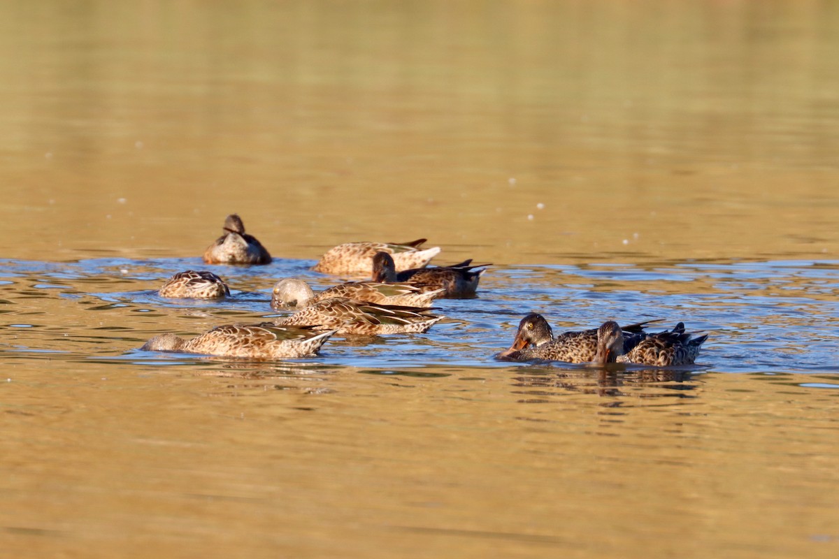 Northern Shoveler - Michael Pidwirny