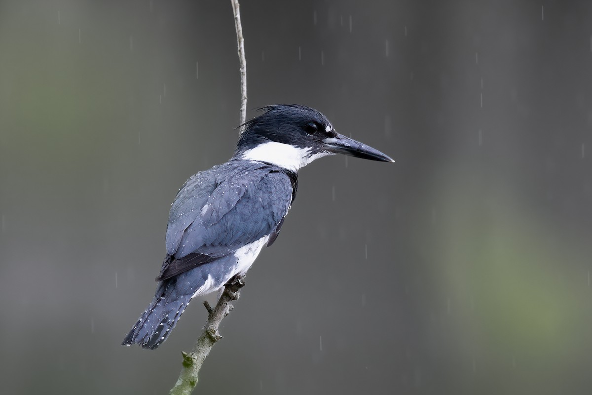 Belted Kingfisher - ML623148030