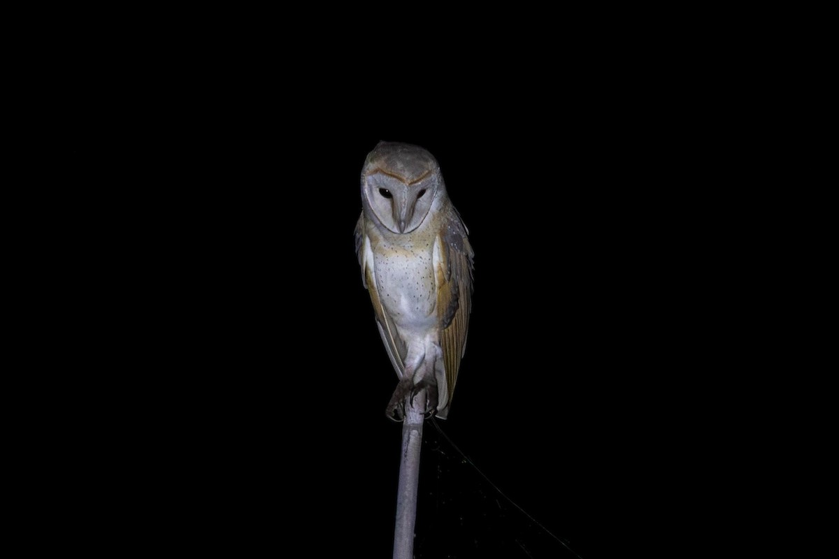 Barn Owl - ML623148048