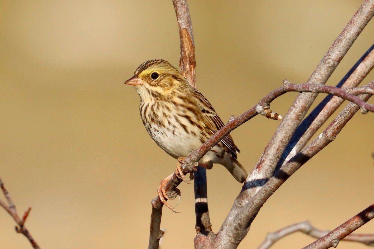 Savannah Sparrow - ML623148088