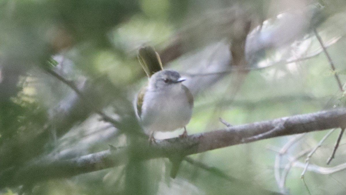 Green-backed Camaroptera (Green-backed) - ML623148091