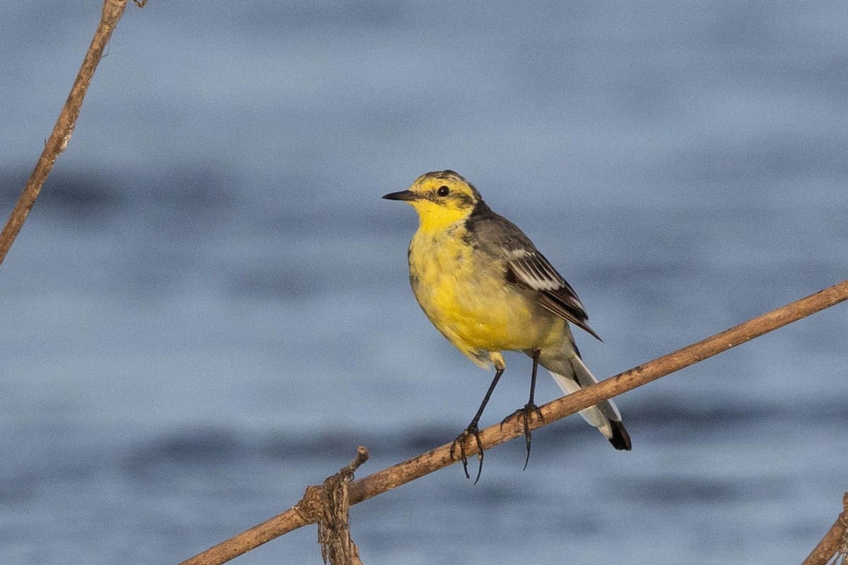 Citrine Wagtail - ML623148134