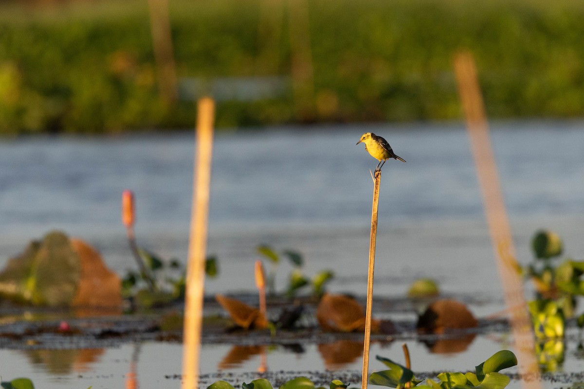 Citrine Wagtail - ML623148135