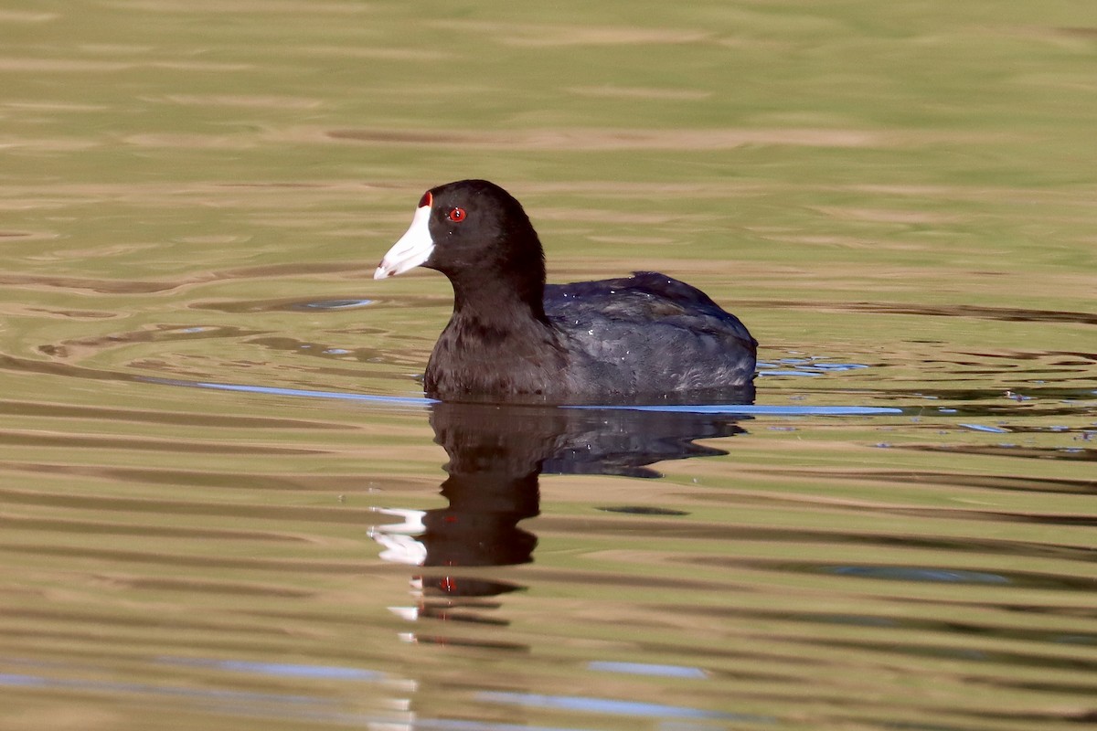 American Coot - ML623148146