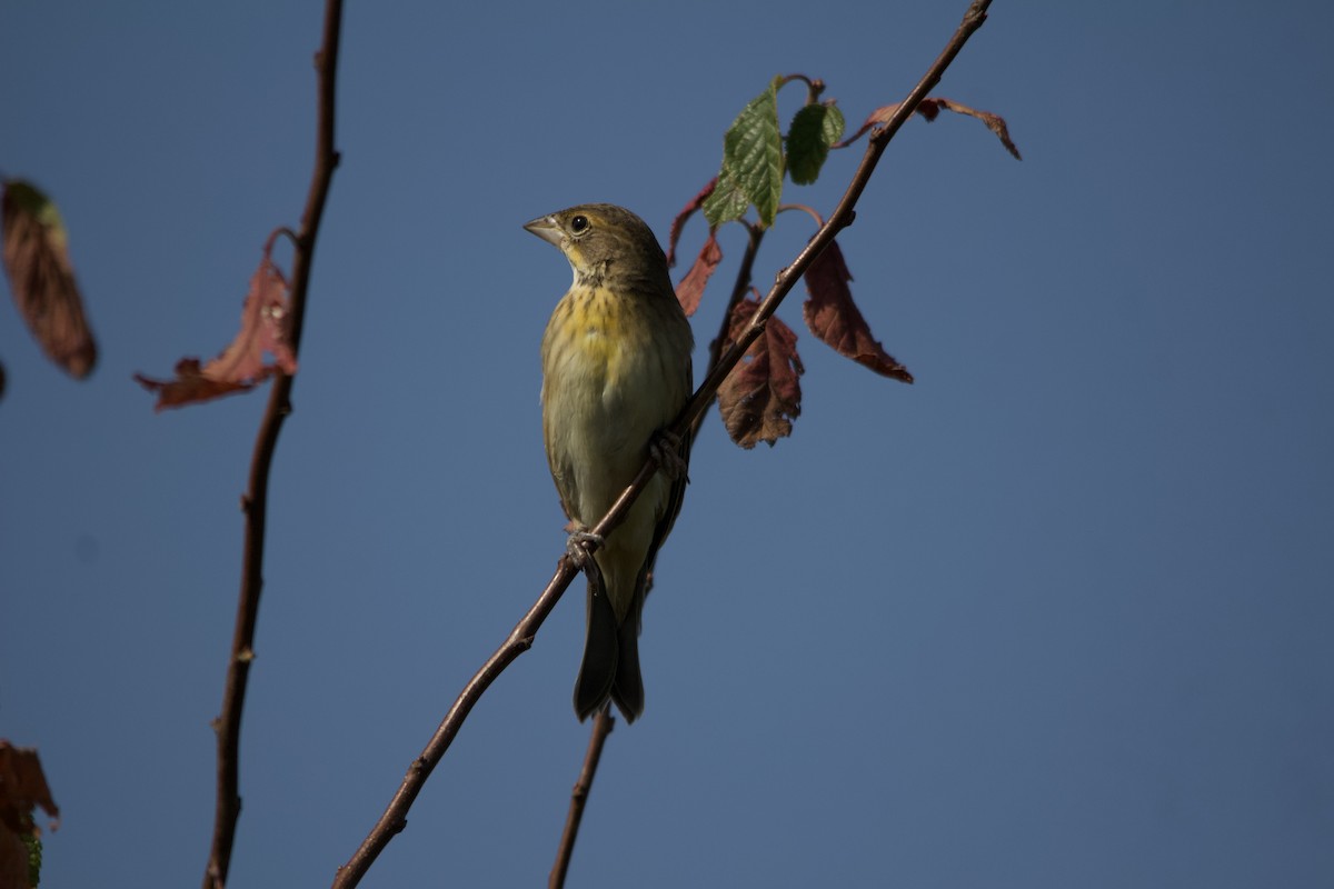 Dickcissel - ML623148154