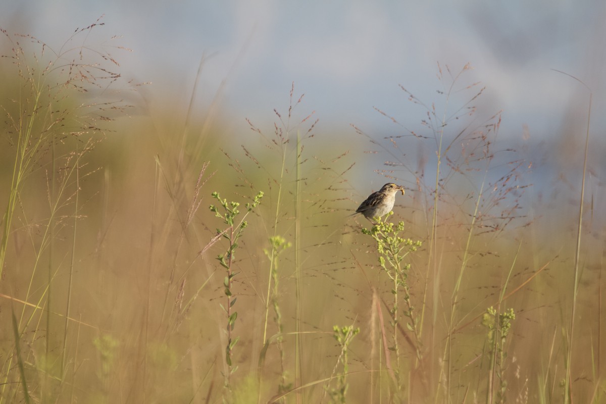Grasshopper Sparrow - ML623148156