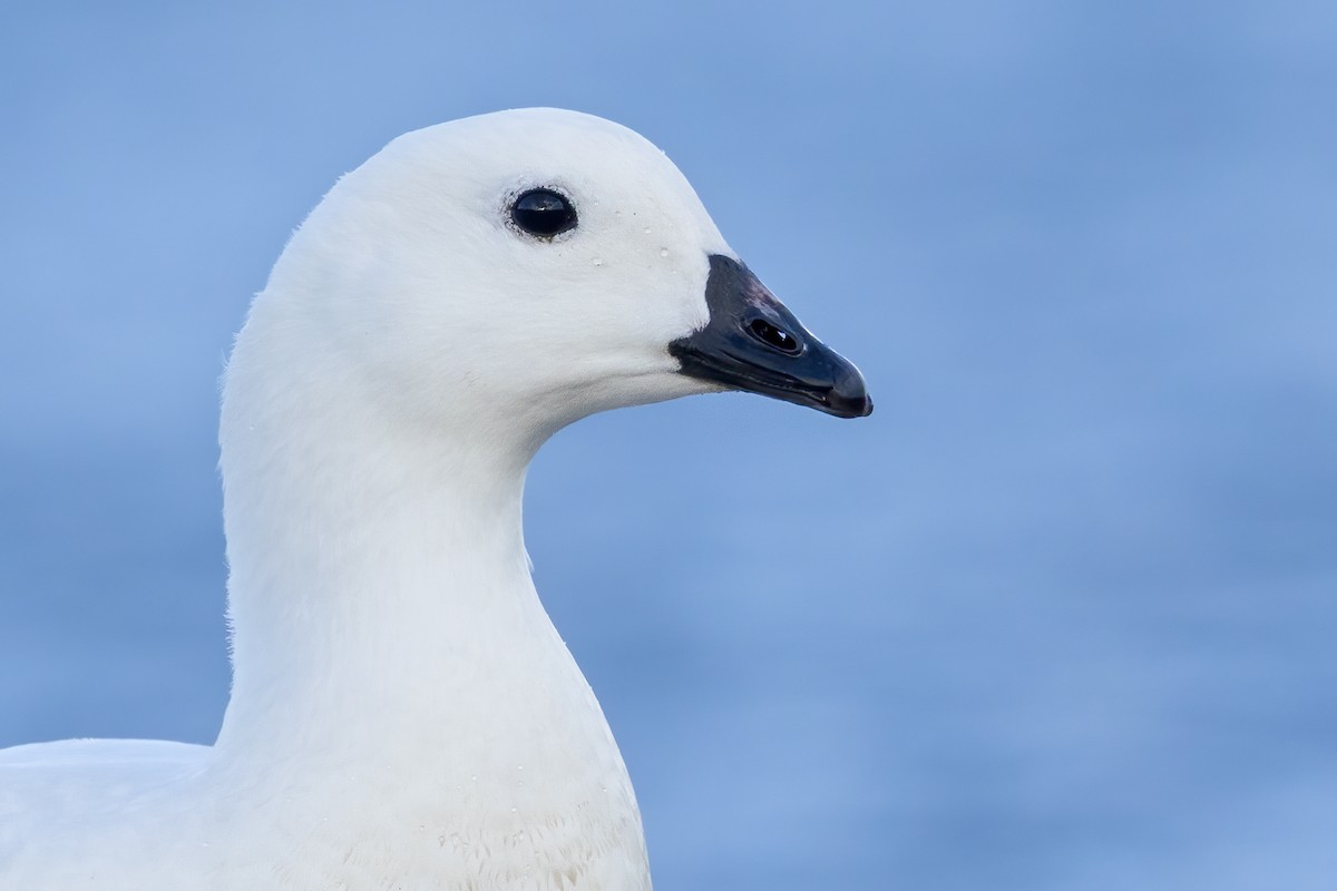 Kelp Goose - ML623148158