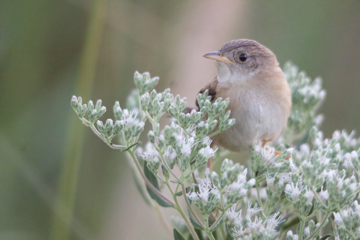 Sedge Wren - ML623148165