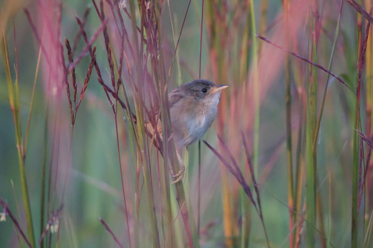 Sedge Wren - ML623148166
