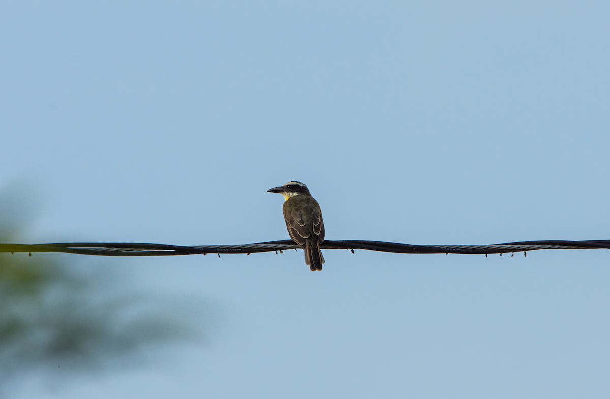 Boat-billed Flycatcher - Omar Pineda